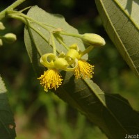 Grewia helicterifolia Wall. ex G.Don